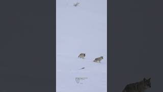 Coyotes On A Winter Walk 🐺