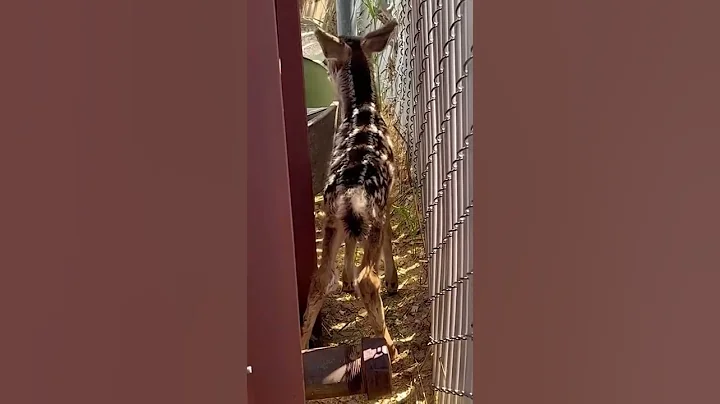 New born baby mule deer fawn abandoned by it’s mother at a wood processing mill.
