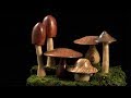 Mushrooms-Part 1