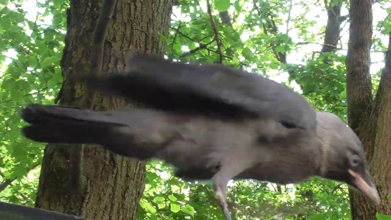 Галчонок. Из гнезда и сразу на авто. Галки защищают птенца. - YouTube