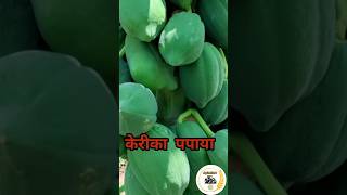 papita ki kheti papita agriculture agricultureworld share fact agriculturetoday shortvideo