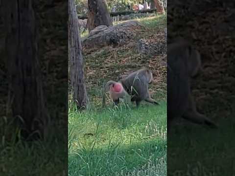 Baboon #shorts #viral