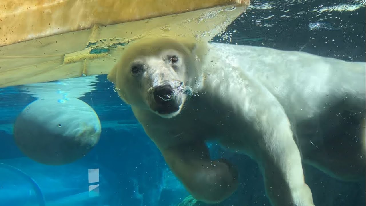 20260630:今日の円山動物園 - YouTube