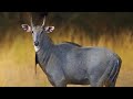 The most UNUSUAL Big Game in TEXAS *NILGAI* Catch & Cook