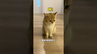 【牛奶是只猫】本以为这蟑螂跑下水道，没想到竟然爬到了   我原地去世