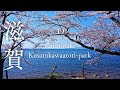 [桜ドローン撮影4K]滋賀県海津大崎と草津川跡地公園の桜｜桜ドローンプロジェクト