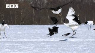 BEAUTIFUL JAPANESE CRANES in the snow  top sight In Nature  (Earthflight  David Tennant)