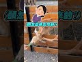 【工讀生出來！】梅花鹿柵欄探頭吃草 下秒喬角度縮回 超聰明！｜梅花鹿｜柵欄｜聰明