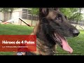 Hroes de 4 patas as es la verdadera historia de los perros polica