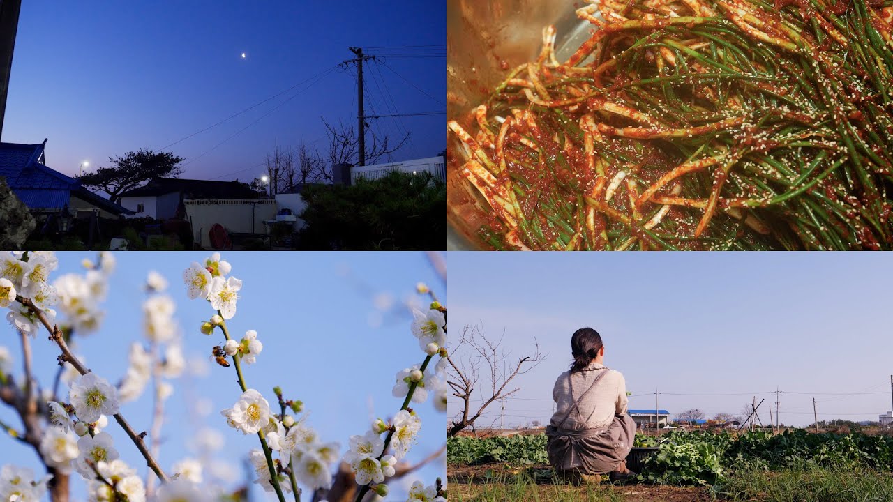 Весенний завтрак от мамы: Рапсовое кимчи 🥬 и суп с камбалой и полынью на рассвете