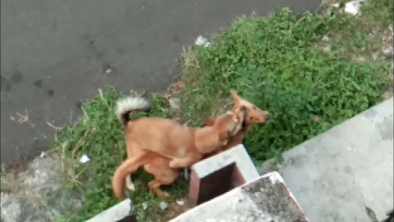 ANJING BELAJAR KAWIN - YouTube