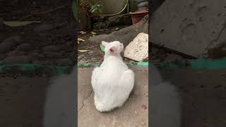 The white puspin is on hunting mode | PUSPIN BUDDIES 🇵🇭🐈💙