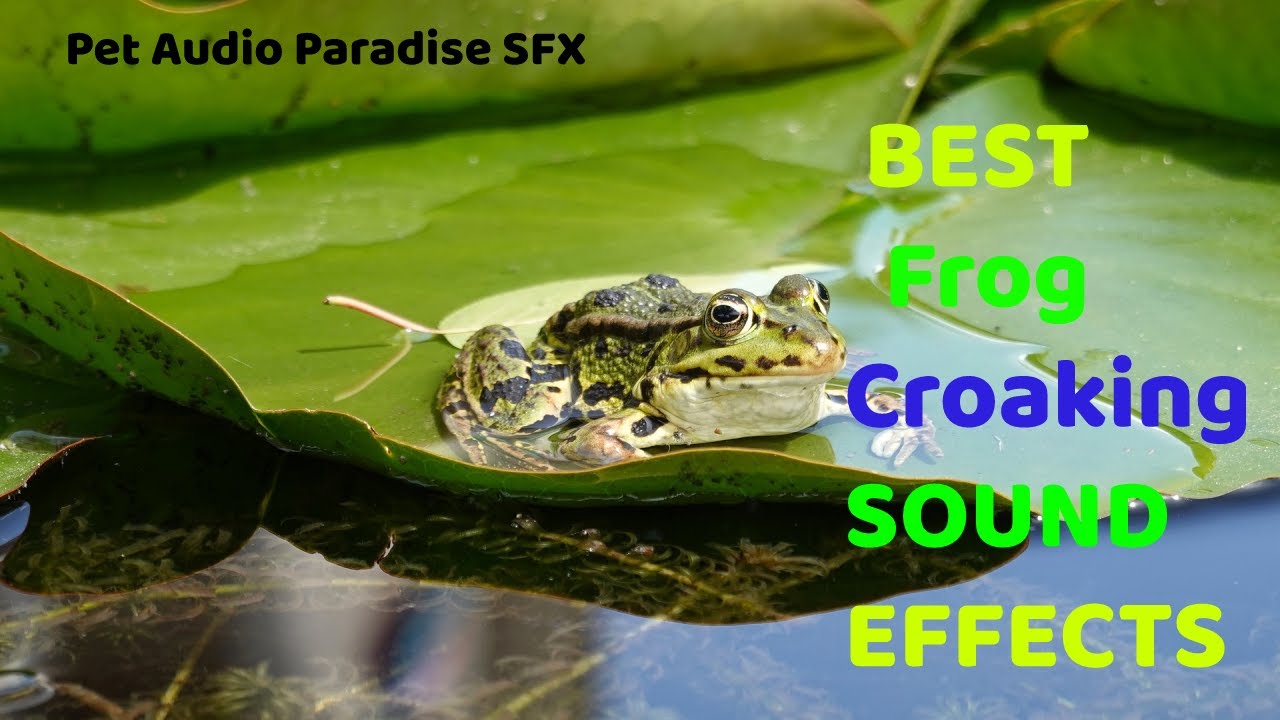 Best Frog Croaking sound effects I Pet Audio Paradise SFX - YouTube