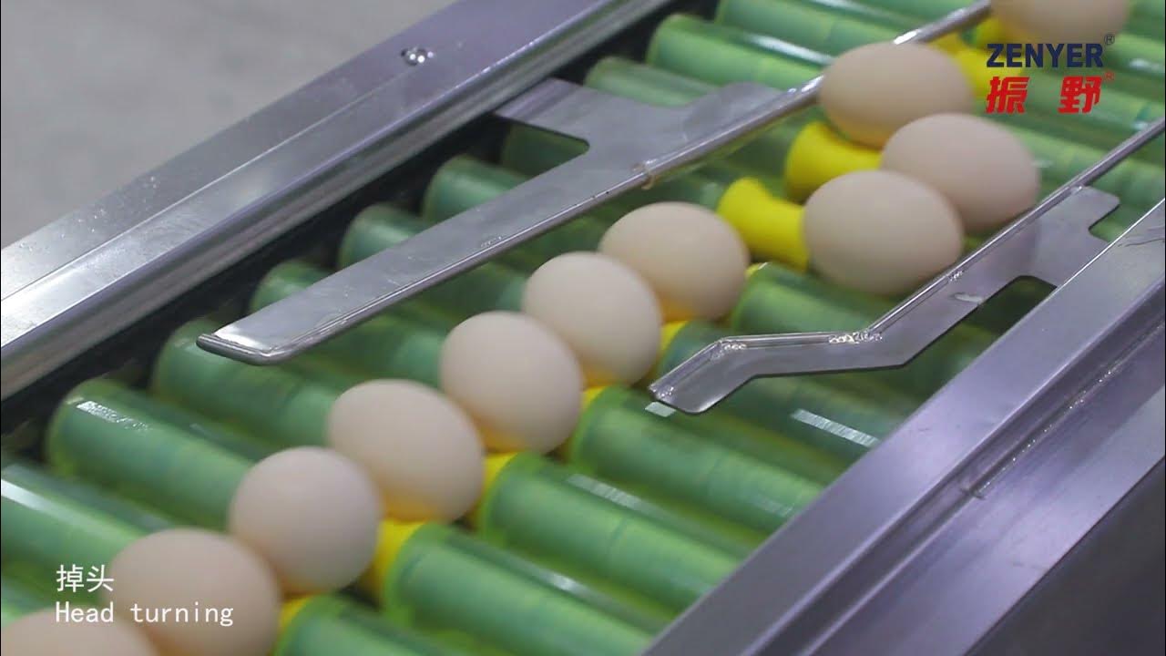 Zenyer 104A egg grader egg grading machine 10000 eggs/hour YouTube