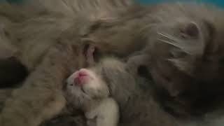 Mother cat is grooming her kittens  Кошка умывает котят #kittens #mother #motherslove #mothersday