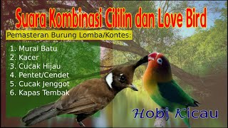 Kombinasi CIlilin dan Lovebird serta gemericik air agar burung lebih tenang