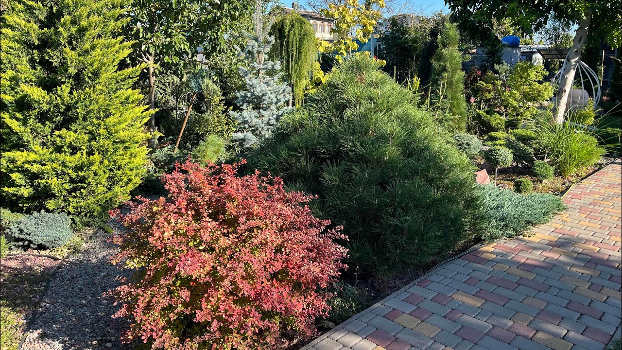 Вторая часть, какие хвойные растения выдерживают южное пекло 