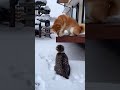 雪は冷たいニャン😹もう歩けにゃい。心配する犬。