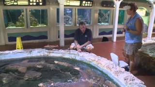 Key West Aquarium - sharks, rays, groupers