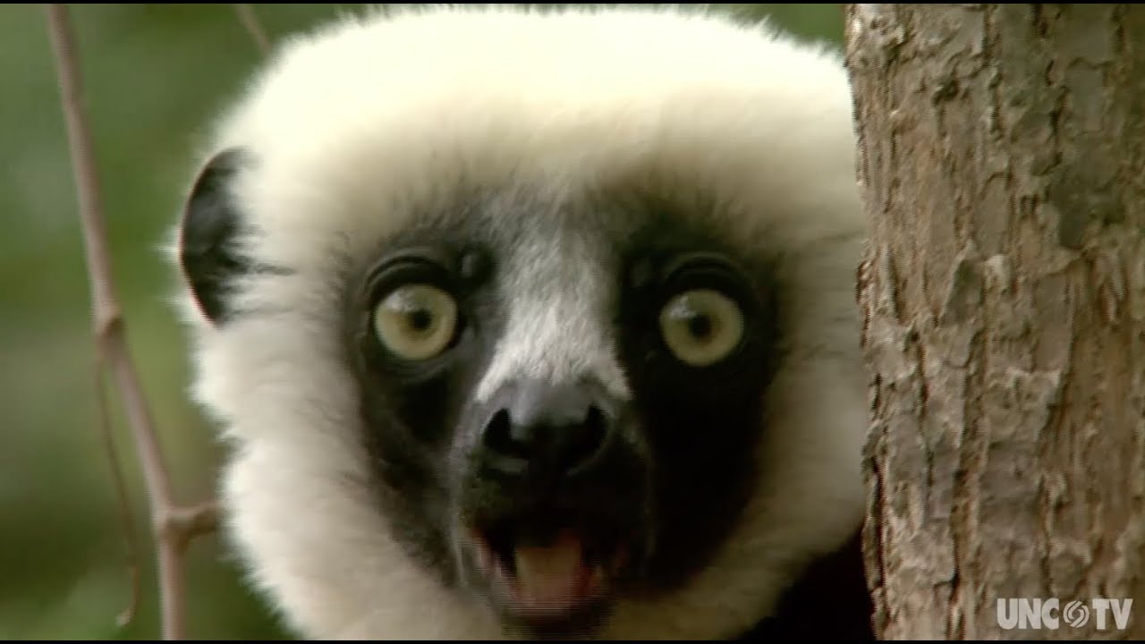 What to know about the Duke Lemur Center | Sci NC