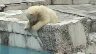 幸せを運ぶしろくま ホッキョクグマ親子~Polar Bears Cute