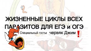 ЖИЗНЕННЫЕ ЦИКЛЫ ВСЕХ ПАРАЗИТОВ ДЛЯ ЕГЭ И ОГЭ