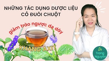 Tại sao dược liệu cỏ đuôi chuột có tác dụng kháng axit, giảm trào ngược dạ dày