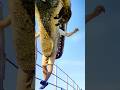 恐竜に喰われる人間の顔を見てたらちょっと可哀想な気がした/I cried when I saw the faces of humans being eaten by dinosaurs.
