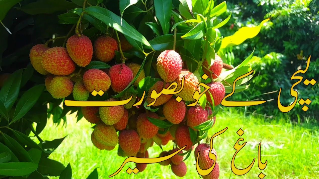 litchi garden tour litchi farming in pakistan YouTube