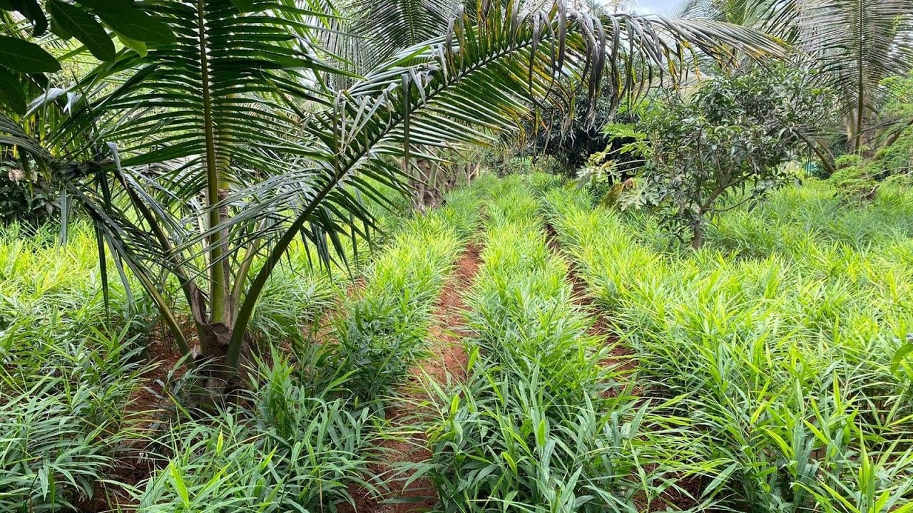 Challenges in ginger farming