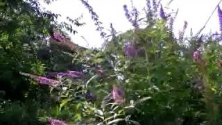 Hummingbird moths in our backyard