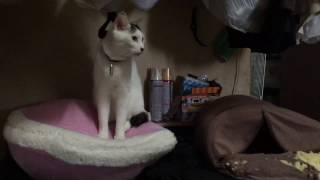 マカロンベッドを非情な手段で奪還する猫  Cats usurp for macaron bed by Ruthless means