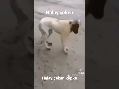 #shorts #short halay çeken köpek #halayçekenköpek