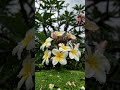 Soaked in elegance. #rainyday #frangipani #nature #visualart #explore #artisync @Artisync_ai