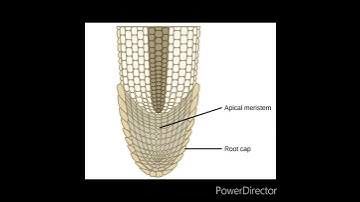 meristematic tissues #youtubeshorts #shortsvideo #biology #planttissue
