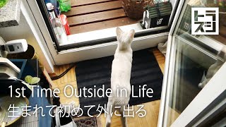 Net Cage on Balcony for Cats Without Drilling Holes