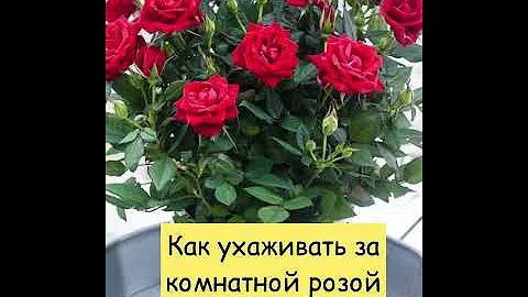 УХОД ЗА КОМНАТНОЙ РОЗОЙ.