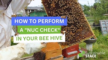 How To Perform A Nuc Check In Your Bee Hive