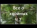 Формирование можжевельника в стиле Ниваки (Часть 7 Бансай)