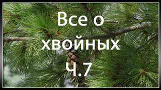 Формирование можжевельника в стиле Ниваки (Часть 7 Бансай)