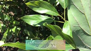 Persea Mites Infestation: How to Identify and Protect Your Avocado Trees