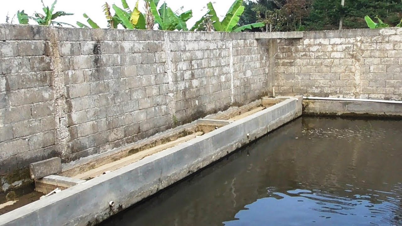 Kolam Retak Amblas - Nasib Kolam Ikan di Tengah Sawah - YouTube