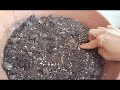 Planting seeds[]days off[]neddy greer