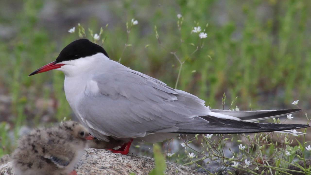Pieni nälkäinen kalatiiran poikanen hyökkää emonsa kimppuun
