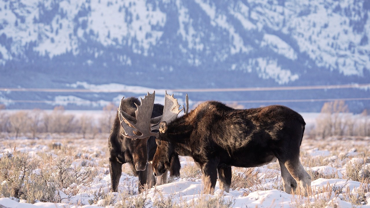 Moose have inhabited Rockies for centuries, study shows