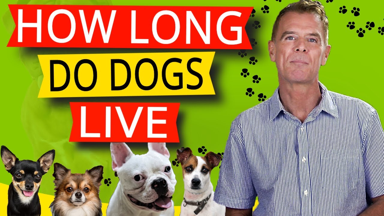 How Long Do Dogs Live (And What Makes Them Live Longer?) YouTube