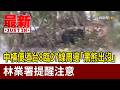 中橫便道台8臨37線周邊「黑熊出沒」 林業署提醒注意【最新快訊】