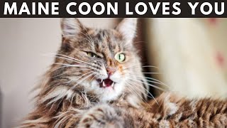 12 Secrets Things Maine Coon Cat Do When They Loves You - Signs Of Love