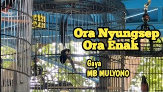 Murai Batu Jokowi. Murai batu Mulyono dari BALI gaya super mewah sama seperti murai batu Mulyono