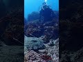 葉山にキアンコウ登場/Anglerfish appear in the sea off Hayama, Kanagawa Prefecture #ダイビング #anglerfish